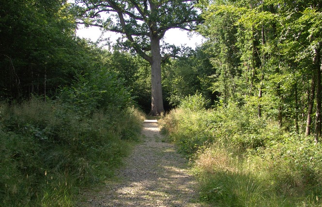 Le chêne Hippolyte 3 - Saint-Michel-des-Andaines